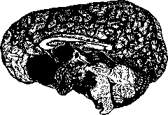 Pituitary Gland: figure 4 from the 1928–1936 encyclopedia article