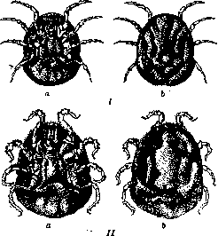 ORLOV: figure 2 from the 1928–1936 encyclopedia article
