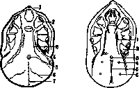 ORLOV: figure 3 from the 1928–1936 encyclopedia article