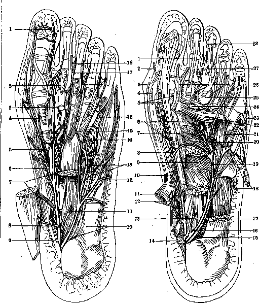 Human Nerves: figure 41 from the 1928–1936 encyclopedia article