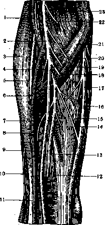 Human Nerves: figure 30 from the 1928–1936 encyclopedia article