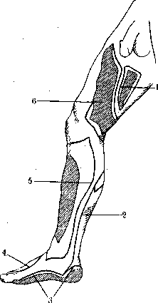 Human Nerves: figure 43 from the 1928–1936 encyclopedia article
