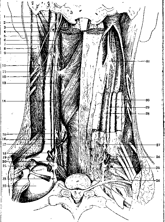 Human Nerves: figure 1 from the 1928–1936 encyclopedia article