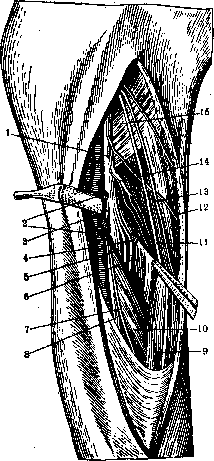 Human Nerves: figure 29 from the 1928–1936 encyclopedia article
