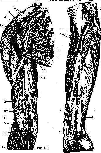 Human Nerves: figure 26 from the 1928–1936 encyclopedia article