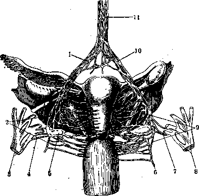Human Nerves: figure 16 from the 1928–1936 encyclopedia article