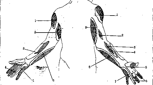 Human Nerves: figure 33 from the 1928–1936 encyclopedia article
