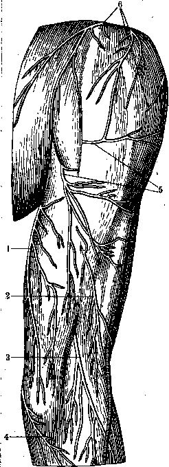 Human Nerves: figure 22 from the 1928–1936 encyclopedia article