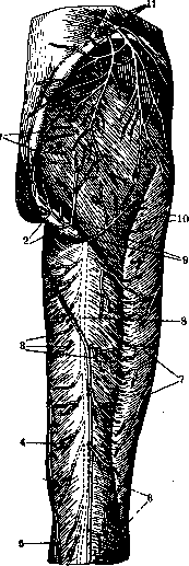 Human Nerves: figure 35 from the 1928–1936 encyclopedia article