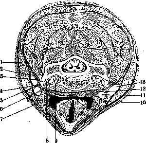 Human Nerves: figure 6 from the 1928–1936 encyclopedia article