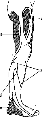 Human Nerves: figure 47 from the 1928–1936 encyclopedia article