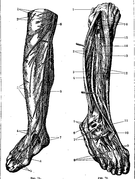 Human Nerves: figure 39 from the 1928–1936 encyclopedia article