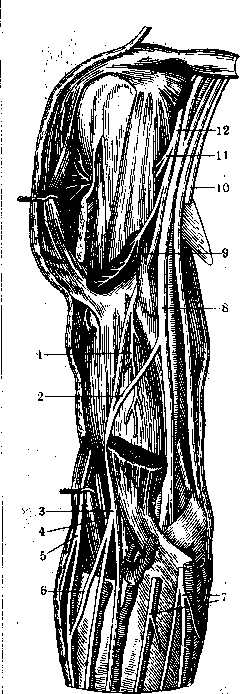 Human Nerves: figure 20 from the 1928–1936 encyclopedia article
