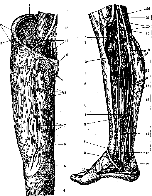 Human Nerves: figure 34 from the 1928–1936 encyclopedia article