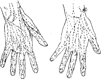 Human Nerves: figure 24 from the 1928–1936 encyclopedia article