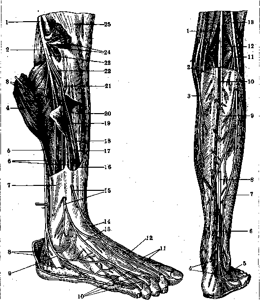 Human Nerves: figure 38 from the 1928–1936 encyclopedia article