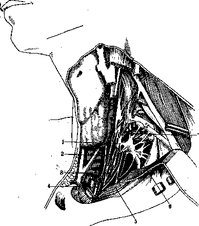 Human Nerves: figure 4 from the 1928–1936 encyclopedia article