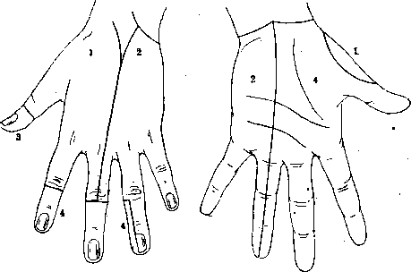 Human Nerves: figure 25 from the 1928–1936 encyclopedia article