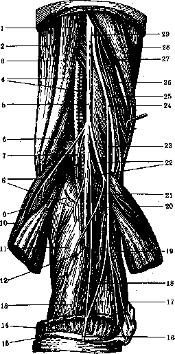 Human Nerves: figure 37 from the 1928–1936 encyclopedia article