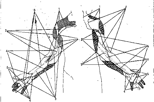 Human Nerves: figure 32 from the 1928–1936 encyclopedia article
