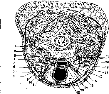 Human Nerves: figure 7 from the 1928–1936 encyclopedia article