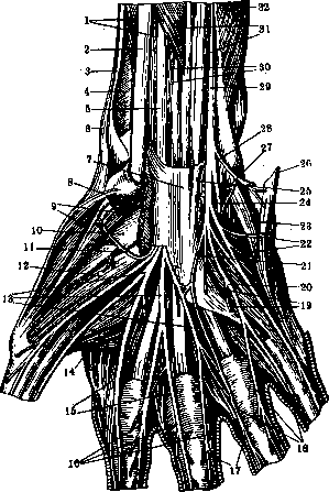 Human Nerves: figure 31 from the 1928–1936 encyclopedia article