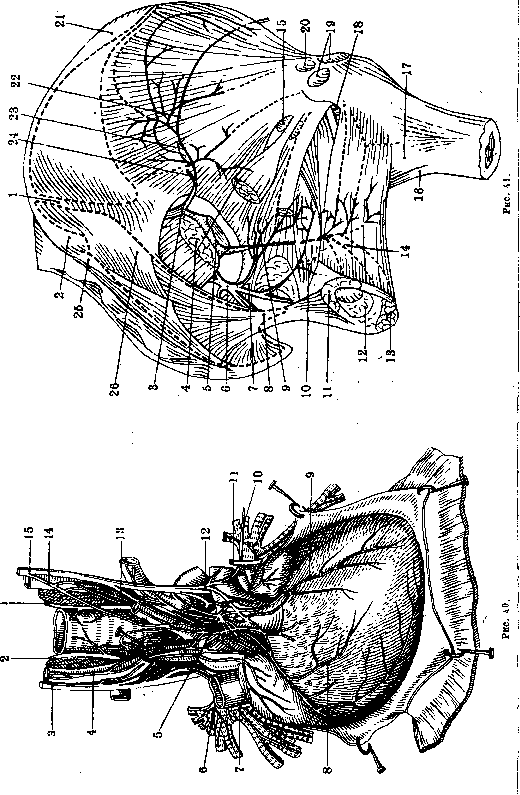 Human Nerves: figure 11 from the 1928–1936 encyclopedia article