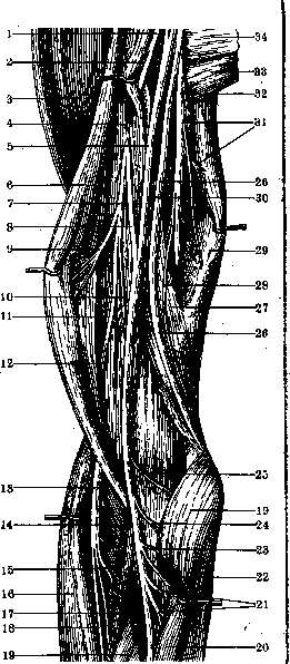 Human Nerves: figure 21 from the 1928–1936 encyclopedia article