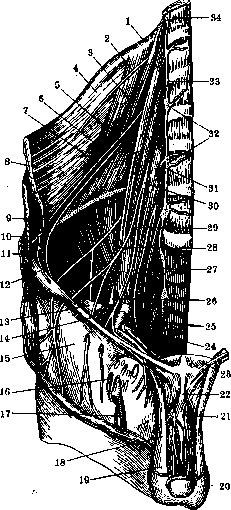 Human Nerves: figure 14 from the 1928–1936 encyclopedia article