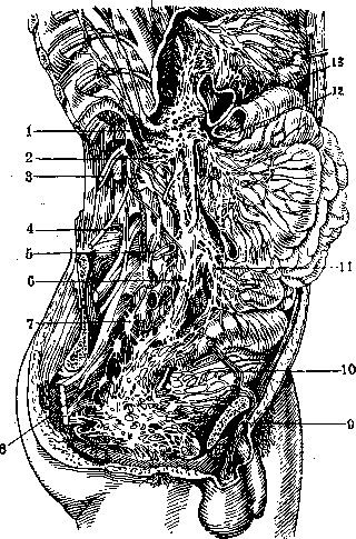 Human Nerves: figure 10 from the 1928–1936 encyclopedia article