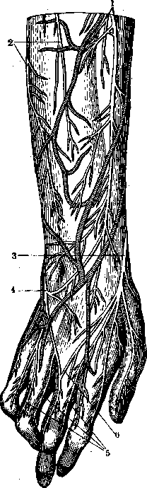 Human Nerves: figure 23 from the 1928–1936 encyclopedia article