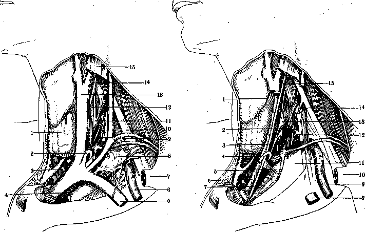Human Nerves: figure 2 from the 1928–1936 encyclopedia article