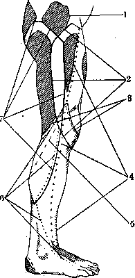 Human Nerves: figure 46 from the 1928–1936 encyclopedia article