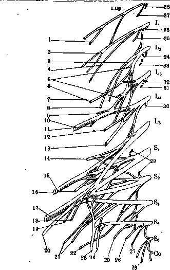 Human Nerves: figure 9 from the 1928–1936 encyclopedia article