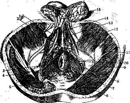 Human Nerves: figure 18 from the 1928–1936 encyclopedia article