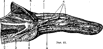 Human Nerves: figure 27 from the 1928–1936 encyclopedia article