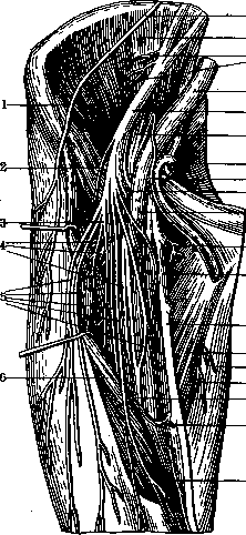 Human Nerves: figure 36 from the 1928–1936 encyclopedia article