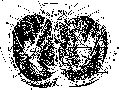 Human Nerves: figure 19 from the 1928–1936 encyclopedia article