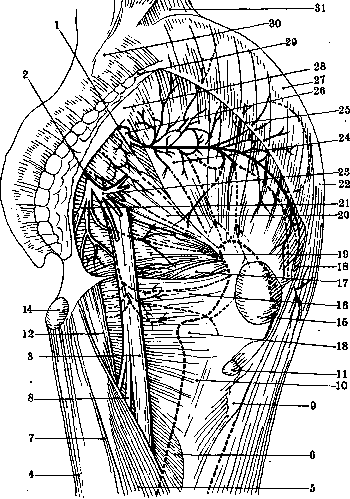 Human Nerves: figure 12 from the 1928–1936 encyclopedia article