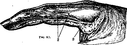 Human Nerves: figure 28 from the 1928–1936 encyclopedia article