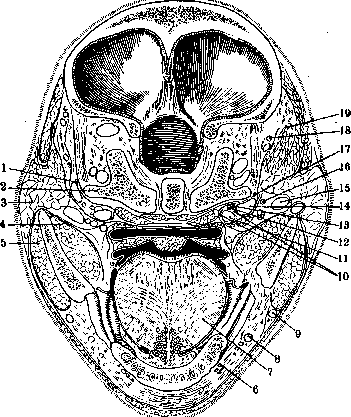 Human Nerves: figure 5 from the 1928–1936 encyclopedia article