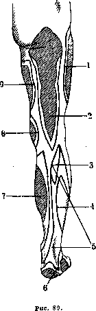 Human Nerves: figure 45 from the 1928–1936 encyclopedia article
