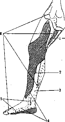Human Nerves: figure 42 from the 1928–1936 encyclopedia article