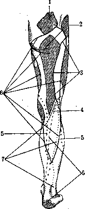 Human Nerves: figure 44 from the 1928–1936 encyclopedia article