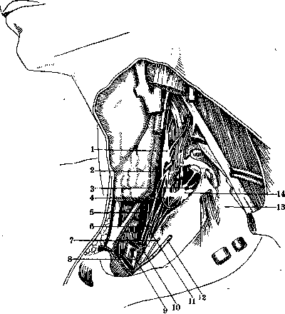 Human Nerves: figure 3 from the 1928–1936 encyclopedia article