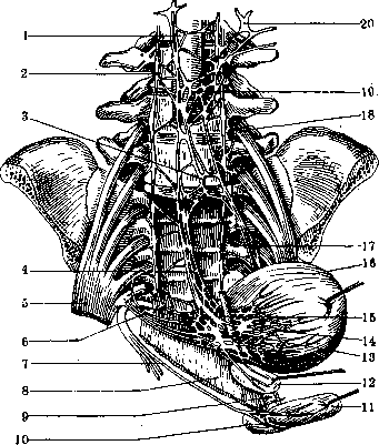 Human Nerves: figure 17 from the 1928–1936 encyclopedia article