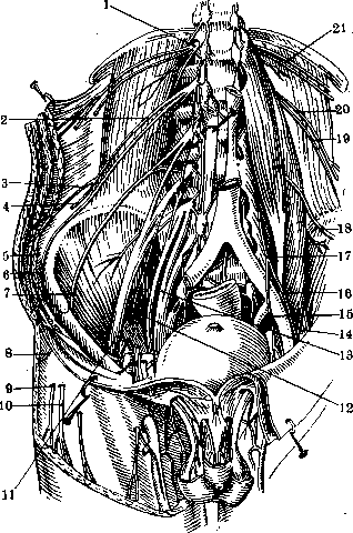 Human Nerves: figure 15 from the 1928–1936 encyclopedia article