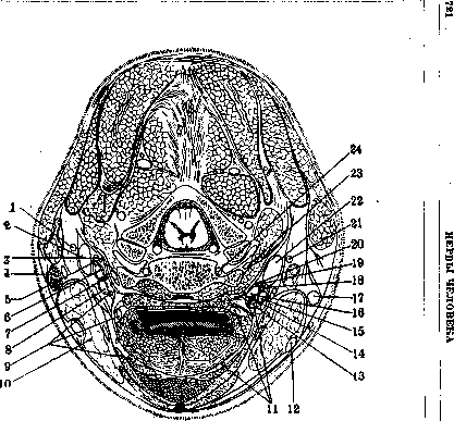 Human Nerves: figure 8 from the 1928–1936 encyclopedia article