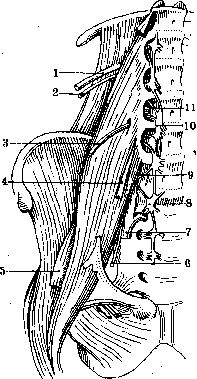 Human Nerves: figure 13 from the 1928–1936 encyclopedia article