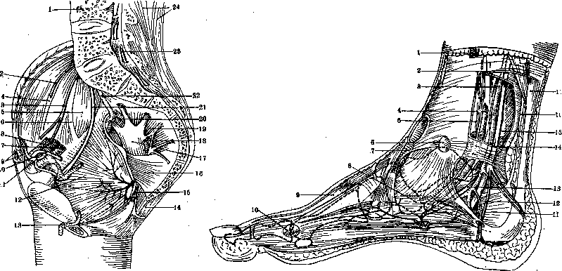 Human Nerves: figure 40 from the 1928–1936 encyclopedia article